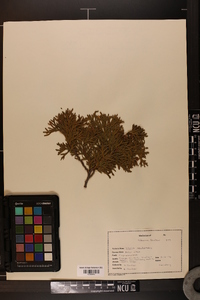 Thuja occidentalis image