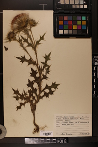 Cirsium horridulum image
