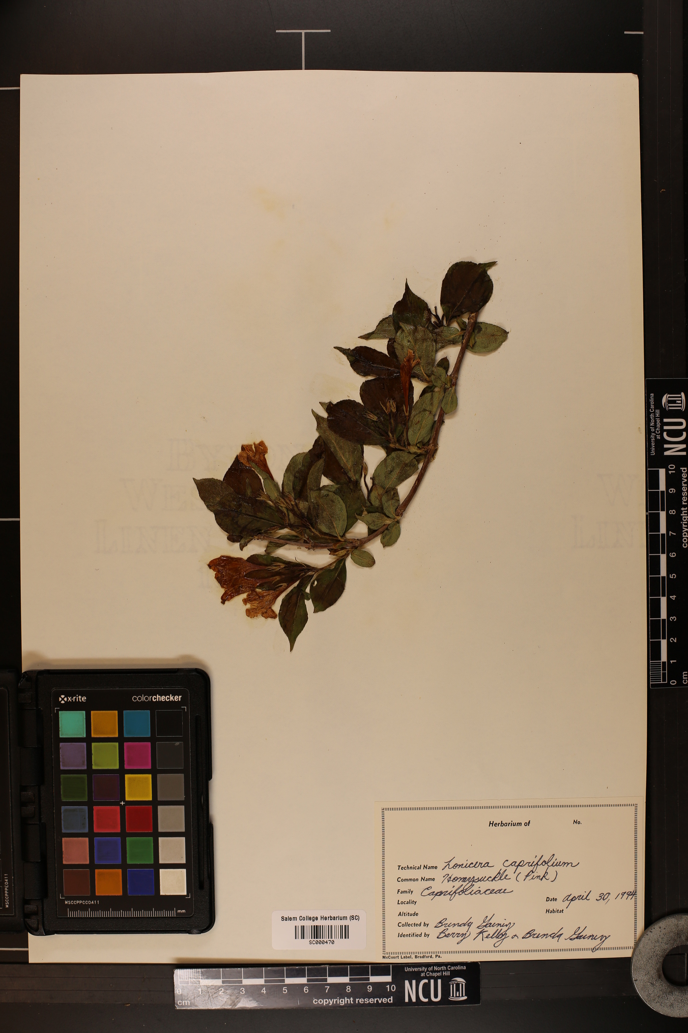 Lonicera caprifolium image