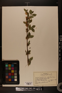 Lonicera caprifolium image