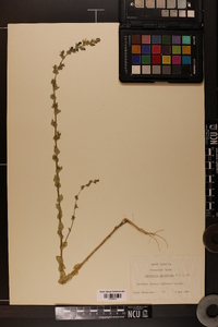 Triodanis perfoliata var. perfoliata image