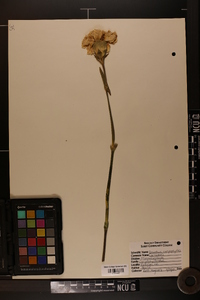 Dianthus caryophyllus image