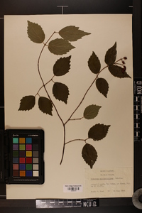 Viburnum rafinesqueanum image