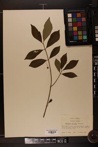 Euonymus obovatus image