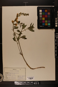 Baptisia tinctoria image