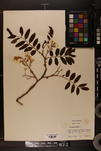 Robinia hispida image