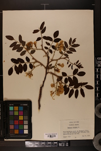 Robinia hispida image