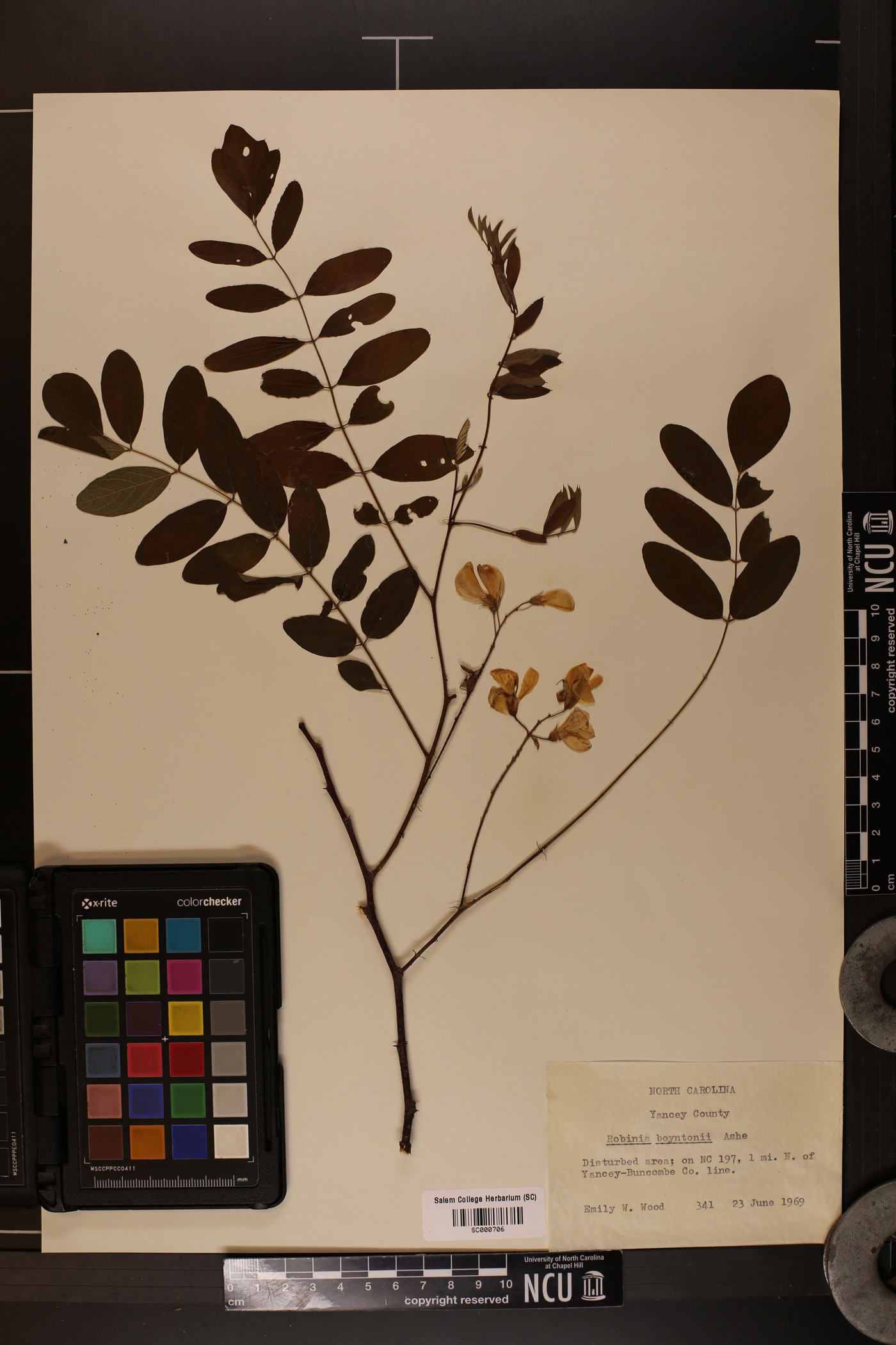 Robinia boyntonii image