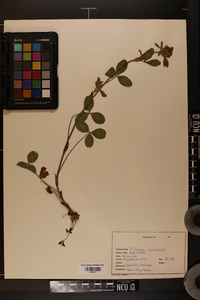 Trifolium incarnatum image