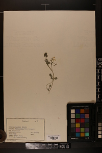 Corydalis flavula image