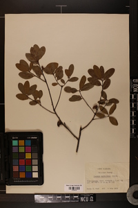 Quercus myrtifolia image