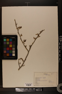 Quercus virginiana image