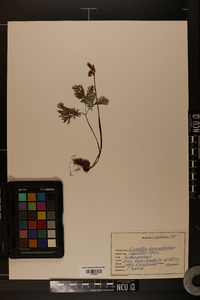 Dicentra canadensis image