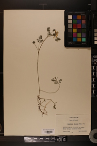 Corydalis flavula image