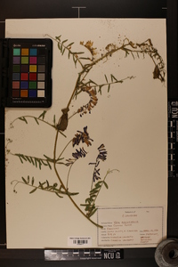 Vicia sativa subsp. nigra image