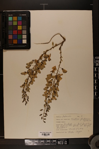 Wisteria frutescens image