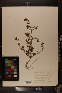 Trifolium arvense image