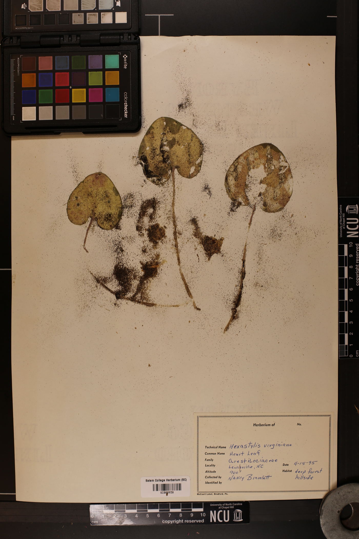 Hexastylis virginica image