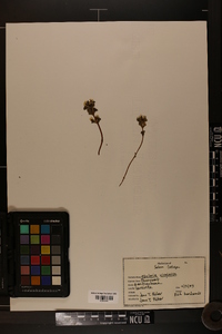 Obolaria virginica image