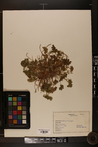 Geranium dissectum image