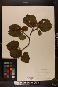 Fothergilla major image