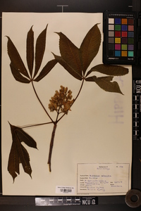 Aesculus flava image