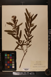 Hypericum prolificum image