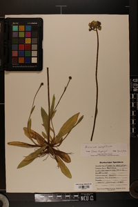 Hieracium caespitosum image