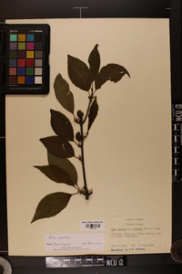 Ilex montana image