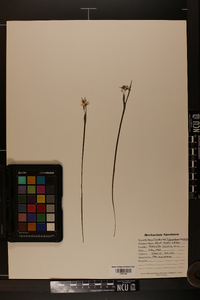 Sisyrinchium mucronatum image