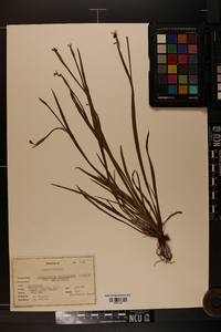 Sisyrinchium mucronatum image