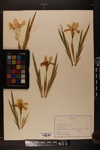 Iris verna image
