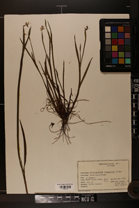 Sisyrinchium atlanticum image