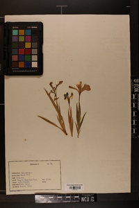 Iris verna image