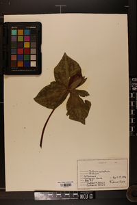 Trillium cuneatum image