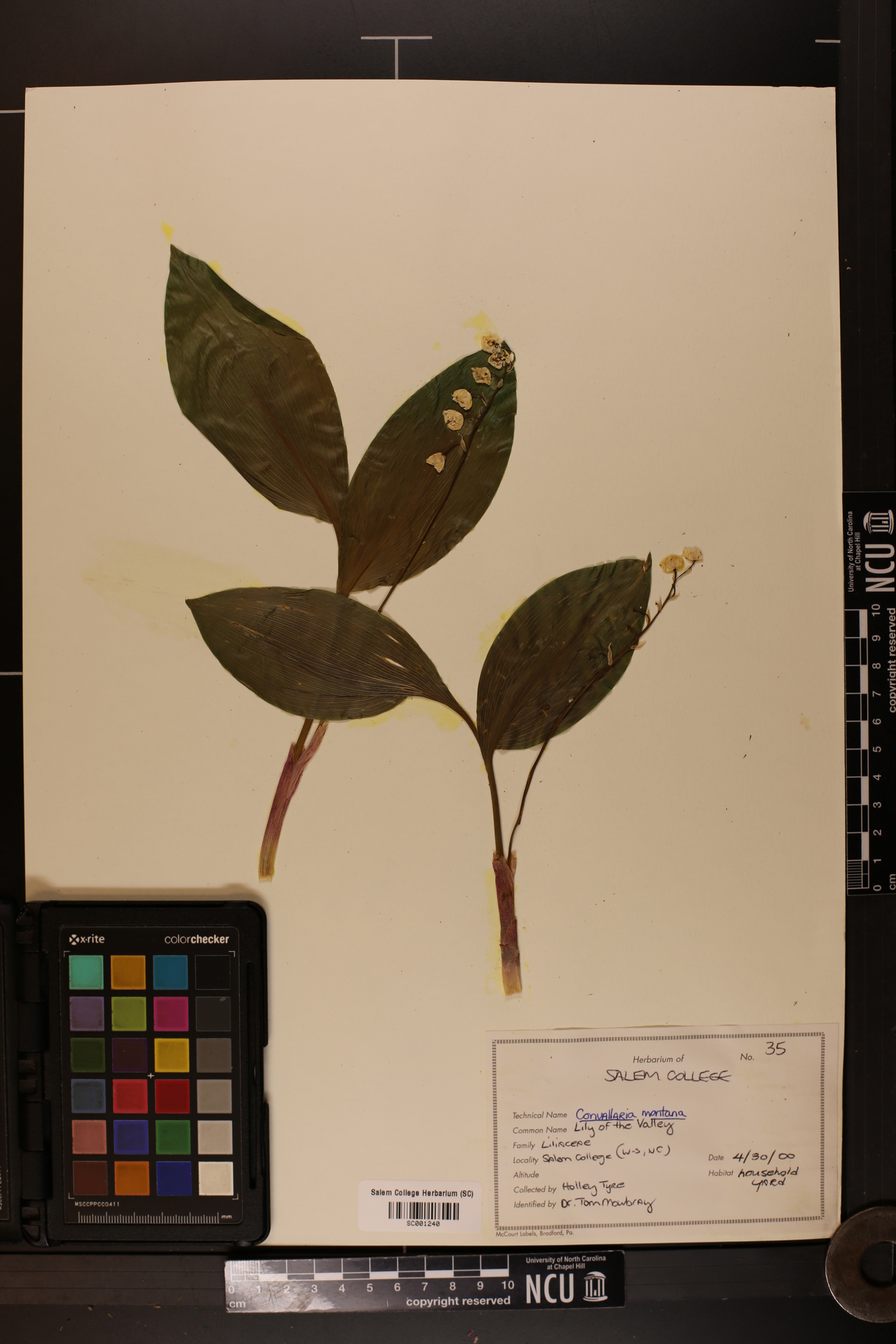 Convallaria montana image