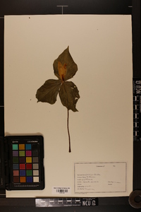 Trillium viride image