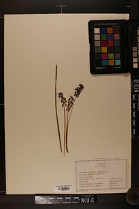 Muscari neglectum image