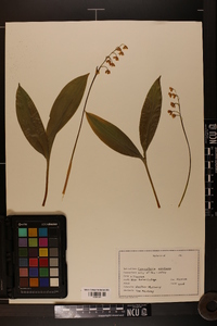 Convallaria montana image