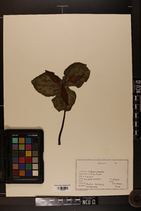 Trillium cuneatum image