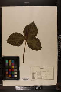 Trillium cuneatum image