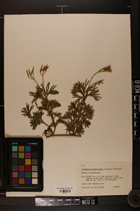 Lycopodium flabelliforme var. ambiguum image