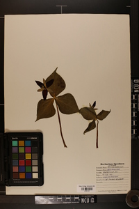 Trillium erectum image