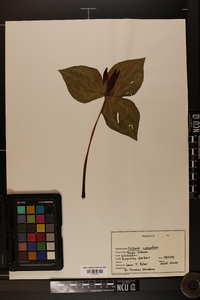 Trillium cuneatum image