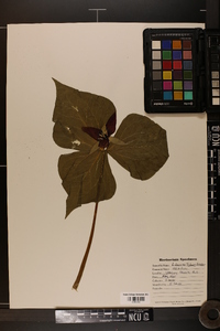 Trillium erectum image