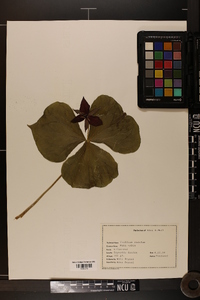 Trillium erectum image