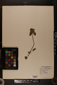 Lamium purpureum image