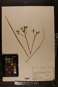 Ornithogalum umbellatum image