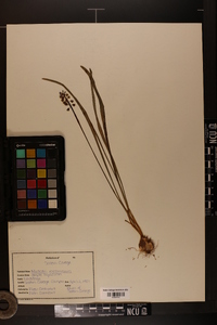 Muscari neglectum image