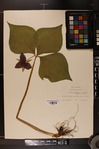 Trillium erectum image